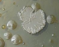 water bacteria water bacteria